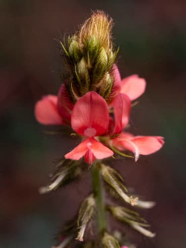 Hairy Indigo (Indigofera hirsuta)