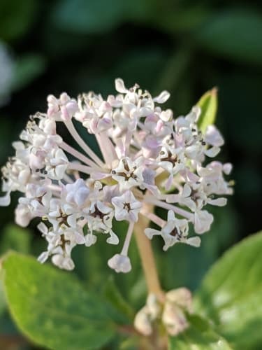Redroot (Ceanothus herbaceus)