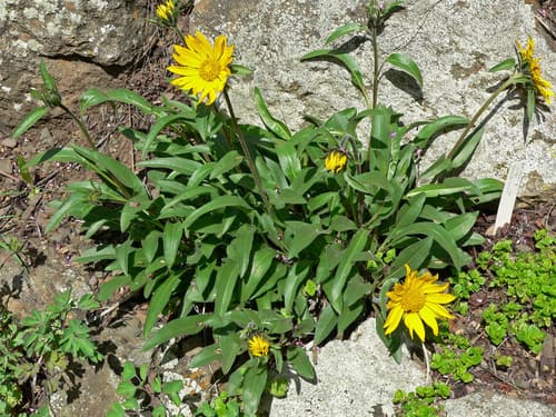 Diablo helianthella (Helianthella castanea)