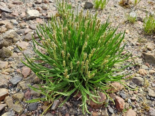 Sea Kemp (Plantago maritima)