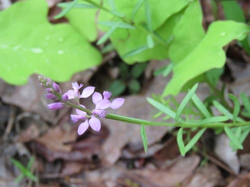 Bitter Milkwort (Polygala polygama)
