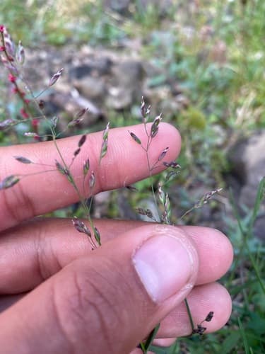 Arctic Bluegrass (Poa arctica)