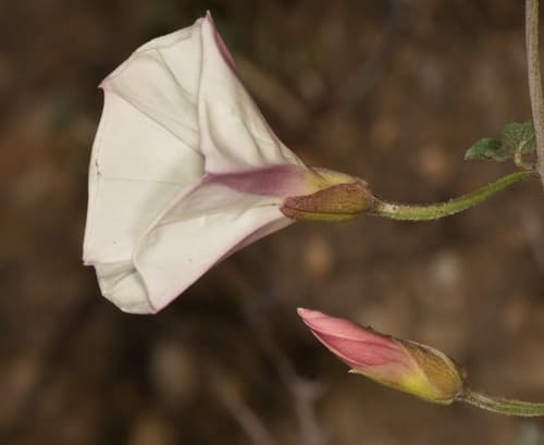Coast Morning Glory (Calystegia macrostegia)