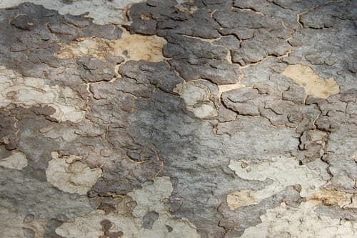 California Sycamore (Platanus racemosa)