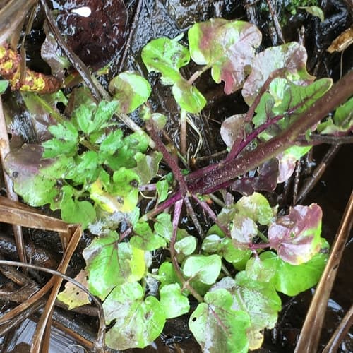 Brewer's Bittercress (Cardamine breweri)