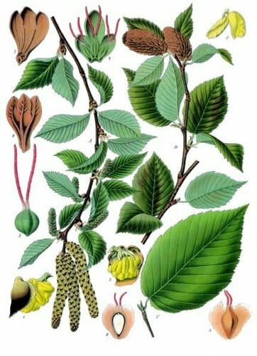Cherry Birch (Betula lenta)