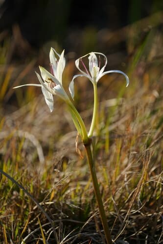 Swamp Lily (Crinum americanum)
