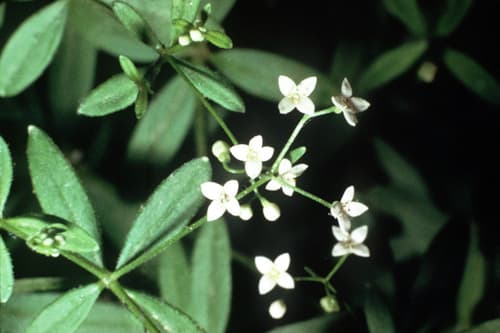 Bluntleaf Bedstraw (Galium obtusum)