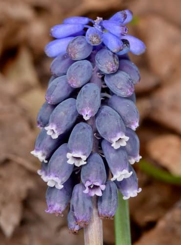 Grape-hyacinth (Muscari neglectum)