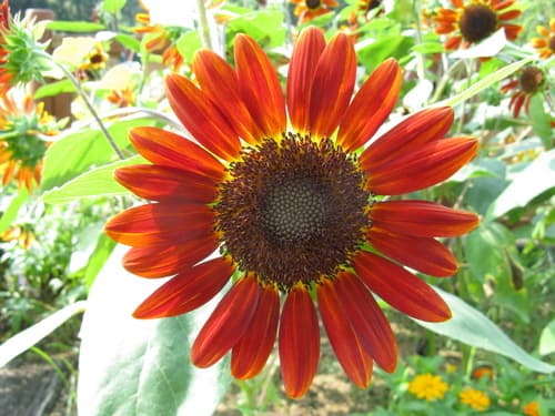 Sunflower (Helianthus annuus)