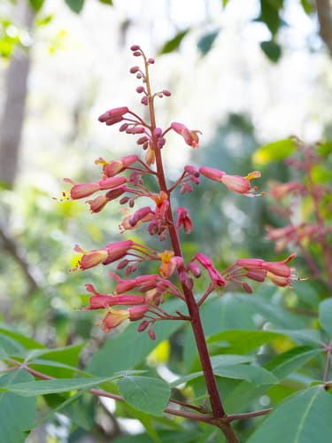 Red buckeye (Aesculus pavia)
