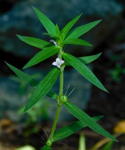 Poorjoe (Diodia teres)