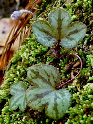American Hepatica (Hepatica americana)