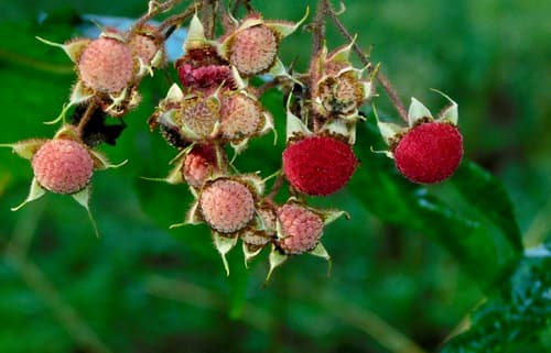 Thimbleberry (Rubus odoratus)