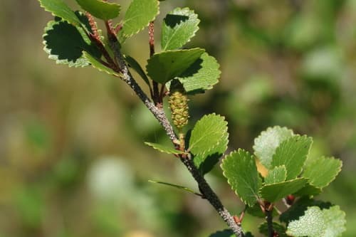 Resin Birch (Betula glandulosa)