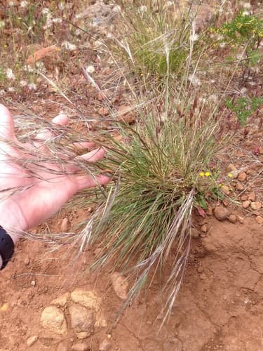Purple Needlegrass (Nassella pulchra)