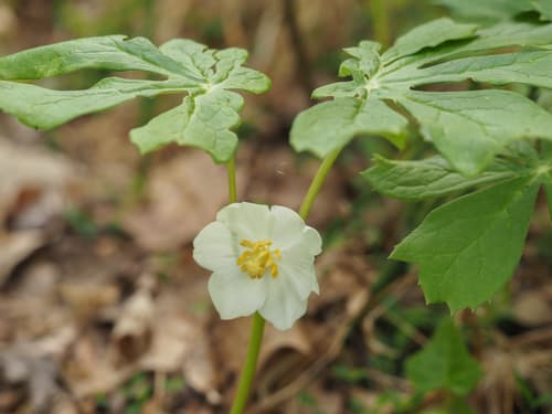 Mayapple (Podophyllum peltatum)