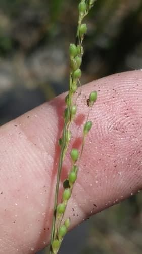 Needleleaf Rosette Grass (Dichanthelium aciculare)