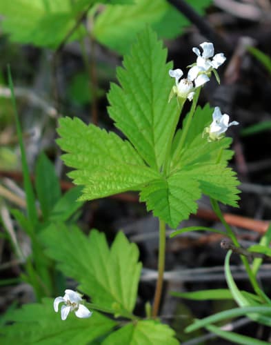Dwarf Raspberry (Rubus pubescens)