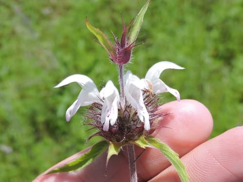 Basil Beebalm (Monarda clinopodioides)
