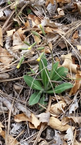 Fendler'S Hawkweed (Hieracium fendleri)