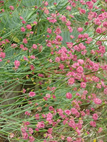 Redflower buckwheat (Eriogonum grande)