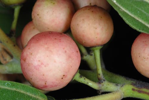 Carolina buckthorn (Frangula caroliniana)