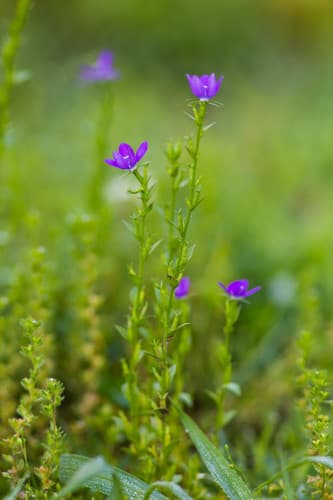 Small Venus' Looking-glass (Triodanis biflora)