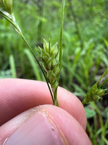 Pubescent Sedge (Carex hirtifolia)