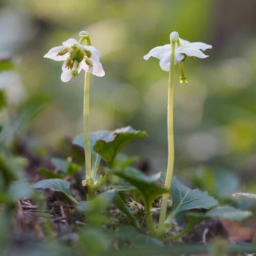Single Delight (Moneses uniflora)