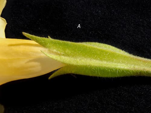 Southern Bush Monkeyflower (Diplacus longiflorus)