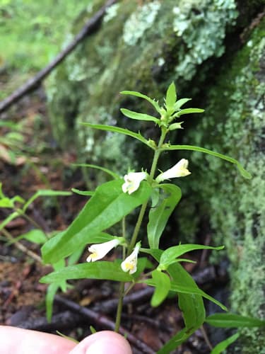 Narrowleaf Cowwheat (Melampyrum lineare)