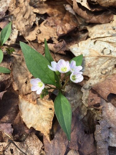 Carolina Springbeauty (Claytonia caroliniana)