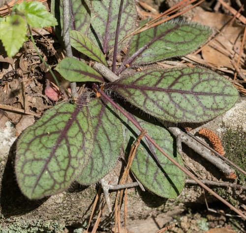 Rattlesnakeweed (Hieracium venosum)