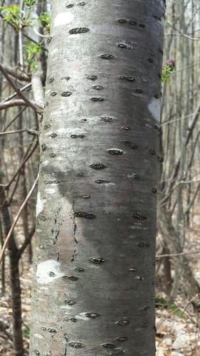 Bird Cherry (Prunus pensylvanica)