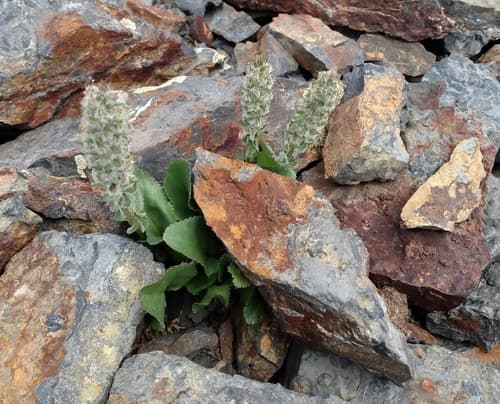 Alpine Kittentails (Synthyris alpina)