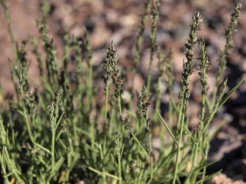 Richardson'S Muhly (Muhlenbergia richardsonis)