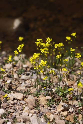 Slender Draba (Draba albertina)