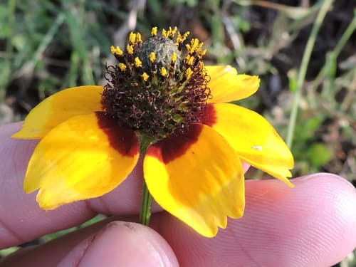 Clasping Coneflower (Rudbeckia amplexicaulis)