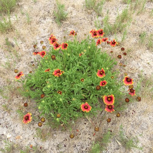 Firewheel (Gaillardia pulchella)