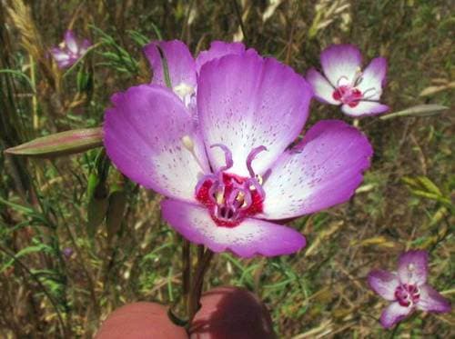 Speckled Clarkia (Clarkia cylindrica)