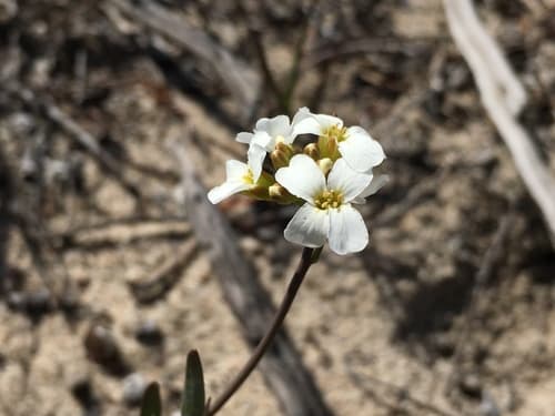 Lyrate Rockcress (Arabidopsis lyrata)