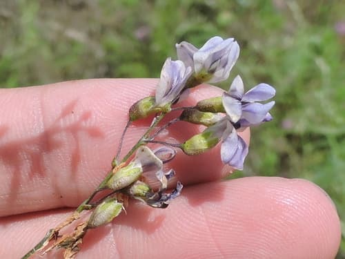 Narrowleaf Indian Breadroot (Pediomelum linearifolium)