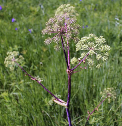 American Angelica (Angelica atropurpurea)
