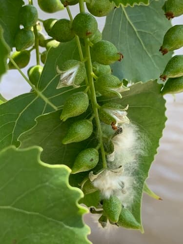 Eastern Cottonwood (Populus deltoides)
