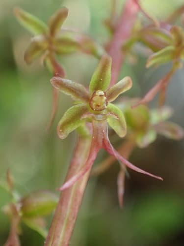 Lesser Twayblade (Neottia cordata)