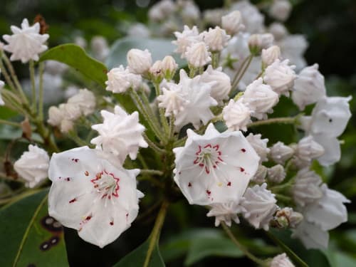 Calico-bush (Kalmia latifolia)