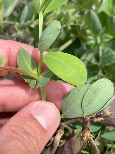 Beach-pea (Lathyrus japonicus)