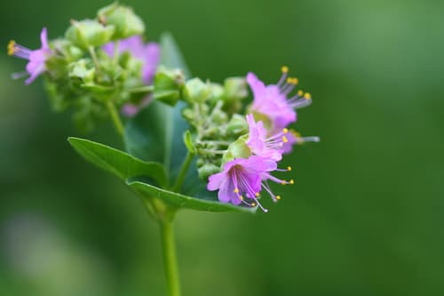 Heartleaf Four O'clock (Mirabilis nyctaginea)