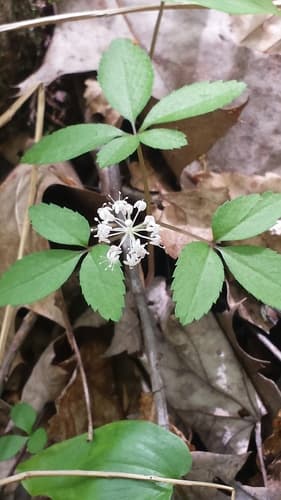 Groundnut (Panax trifolius)